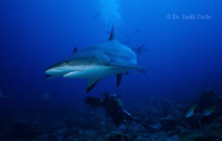 Shark and Videographer by Keith Partlo 